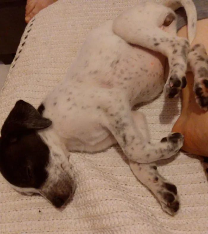 Cachorro ra a Vira lata idade 2 a 6 meses nome Latifah