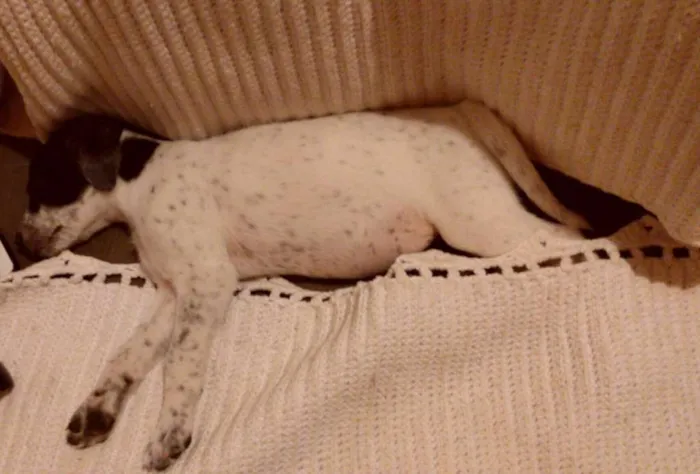 Cachorro ra a Vira lata idade 2 a 6 meses nome Latifah