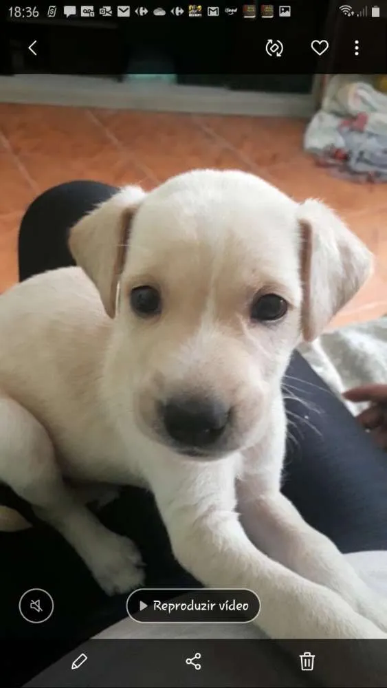Cachorro ra a Pitbull com vira lata  idade Abaixo de 2 meses nome Kiara 