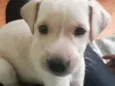 Kiara