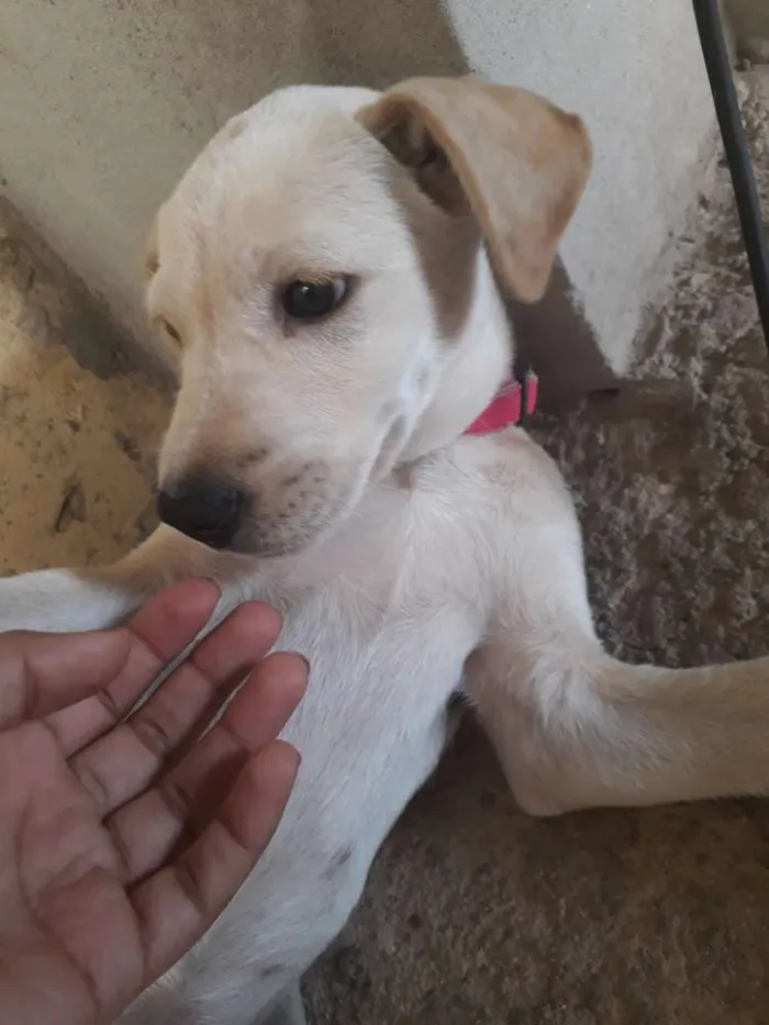 Cachorro ra a Pitbull com vira lata  idade Abaixo de 2 meses nome Kiara 