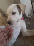 Kiara
