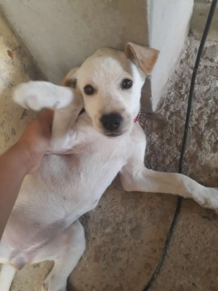 Cachorro ra a Pitbull com vira lata  idade Abaixo de 2 meses nome Kiara 