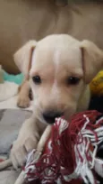Kiara