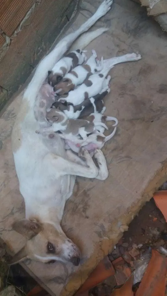 Cachorro ra a Vira lata  idade  nome Boneca Mel gari mag