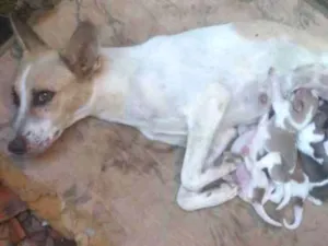 Cachorro raça Vira lata  idade  nome Boneca Mel gari mag