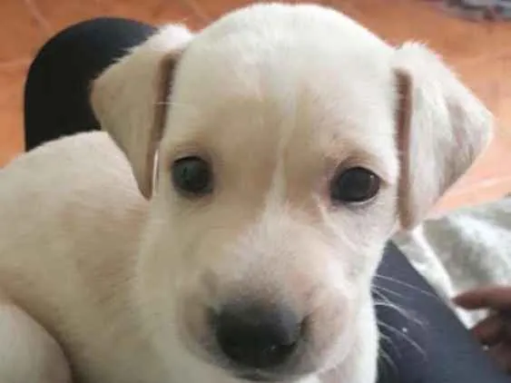 Cachorro ra a Pitbull com vira lata  idade Abaixo de 2 meses nome Kiara 