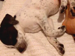 Cachorro raça Vira lata idade 2 a 6 meses nome Latifah