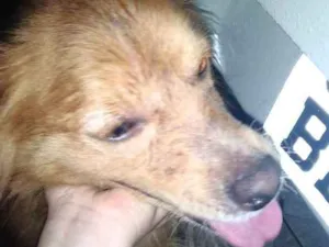 Cachorro raça Vira lata idade 1 ano nome Dourado