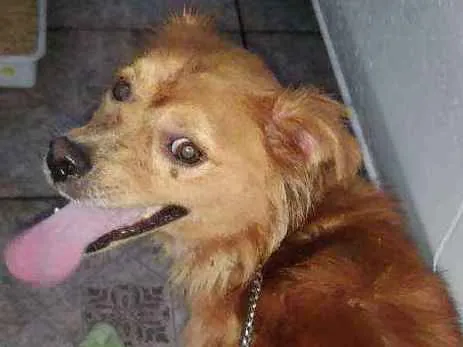 Cachorro ra a Vira lata idade 1 ano nome Dourado