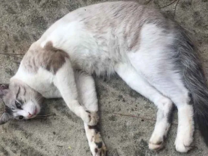 Gato raça Sem raça definida idade 7 a 11 meses nome Abandonado