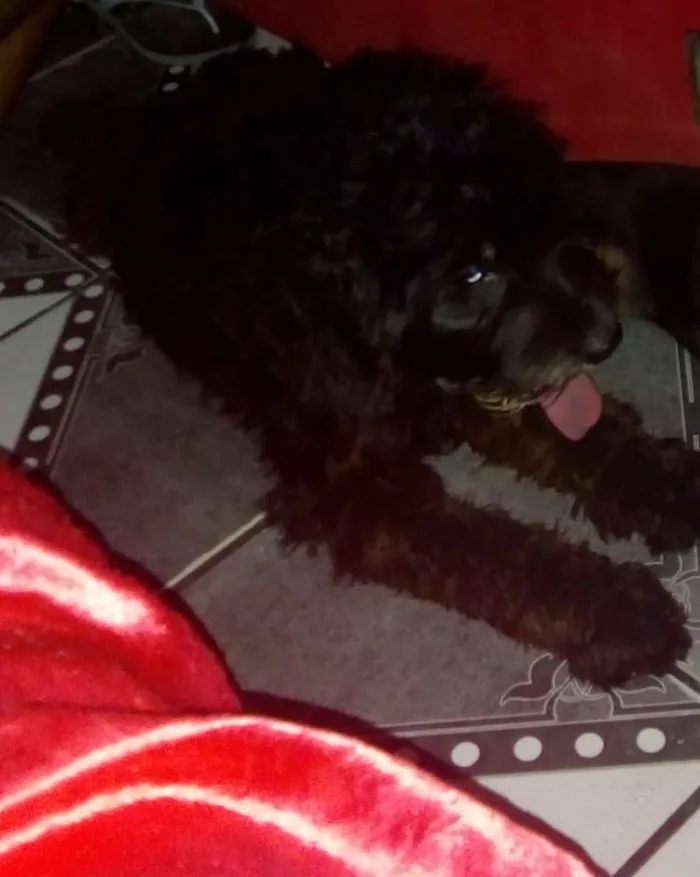 Cachorro raça Vista lata com polldo idade 2 anos nome Maia