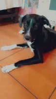 Pedro