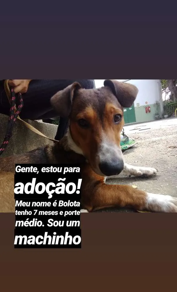 Cachorro ra a Srd idade 7 a 11 meses nome Bolota