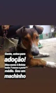 Bolota
