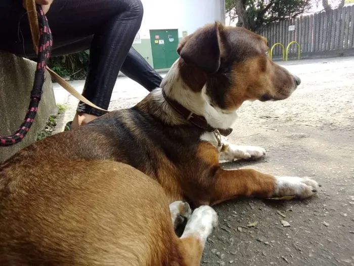 Cachorro ra a Srd idade 7 a 11 meses nome Bolota