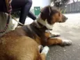 Bolota