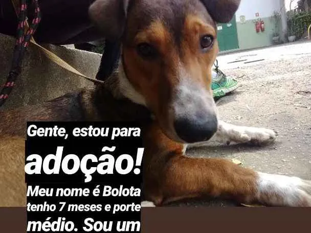 Cachorro ra a Srd idade 7 a 11 meses nome Bolota