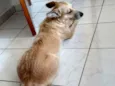 Dulce