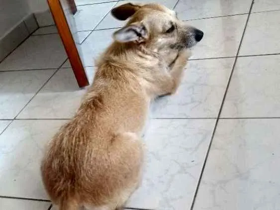 Cachorro ra a Srd idade 5 anos nome Dulce