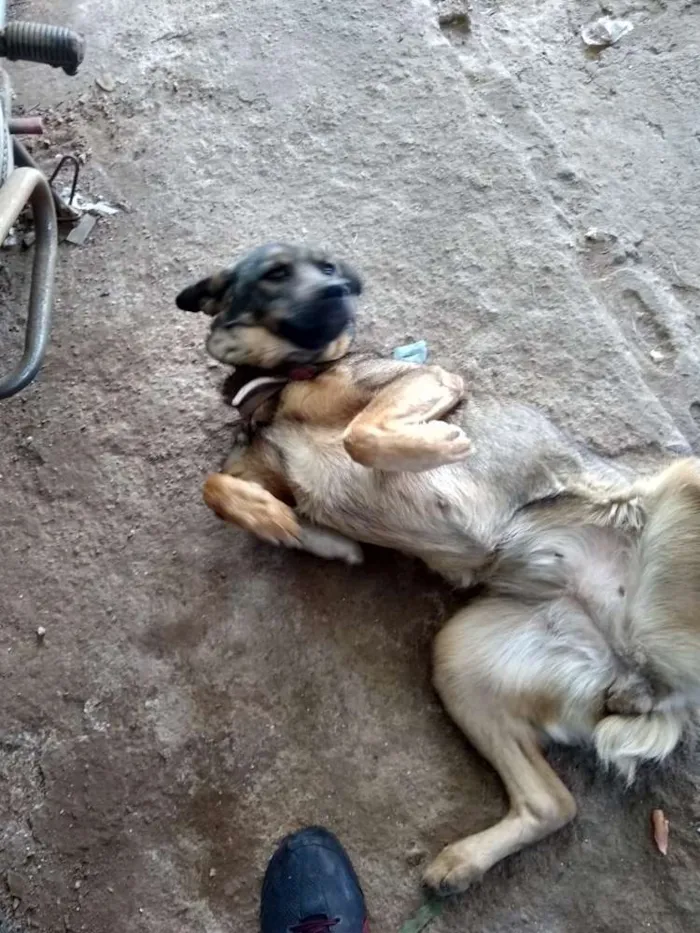 Cachorro ra a Sem raça definida idade 3 anos nome Shiva