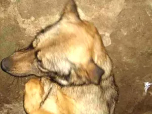 Cachorro raça Sem raça definida idade 3 anos nome Shiva