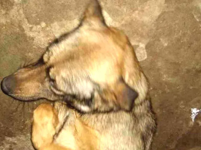 Cachorro ra a Sem raça definida idade 3 anos nome Shiva