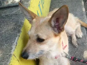 Cachorro raça Srd idade 5 anos nome Dulce