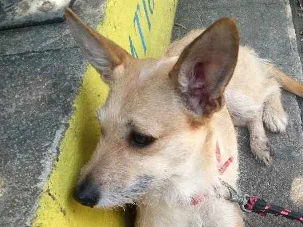Cachorro ra a Srd idade 5 anos nome Dulce