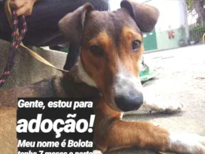 Cachorro raça Srd idade 7 a 11 meses nome Bolota