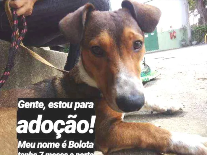 Cachorro ra a Srd idade 7 a 11 meses nome Bolota