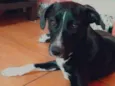 Pedro