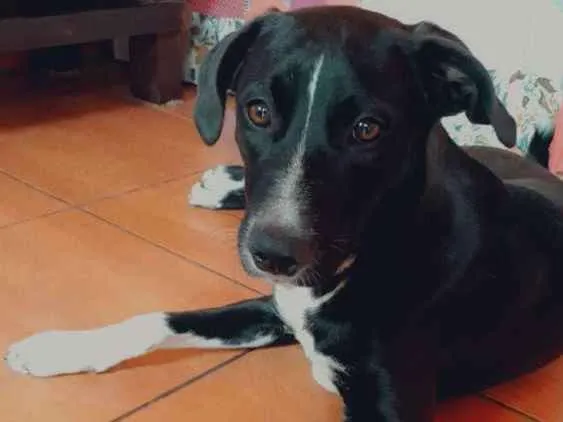Cachorro ra a Vira Lata idade 7 a 11 meses nome Pedro