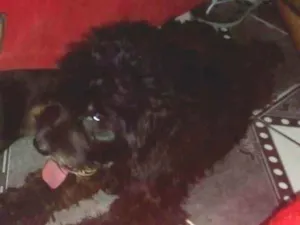 Cachorro raça Vista lata com polldo idade 2 anos nome Maia