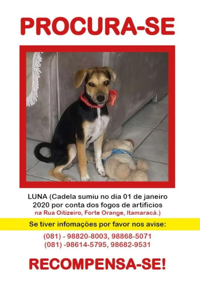 Cachorro ra a Srd cadela  idade 2 a 6 meses nome Luna