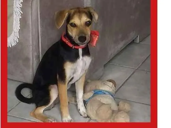Cachorro ra a Srd cadela  idade 2 a 6 meses nome Luna