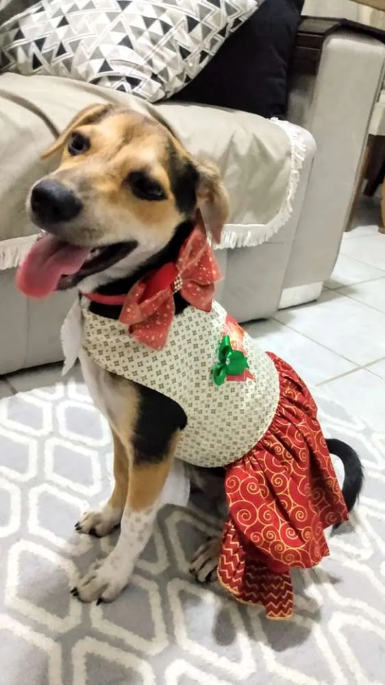Cachorro ra a Srd cadela  idade 2 a 6 meses nome Luna