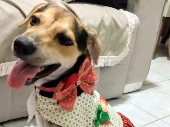 Cachorro ra a Srd cadela  idade 2 a 6 meses nome Luna