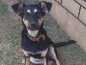 Cachorro raça Vira-Lata  idade 1 ano nome Peter 