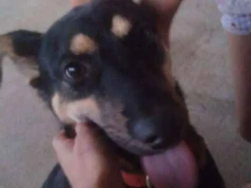 Cachorro raça Vira-Lata  idade 1 ano nome Peter 