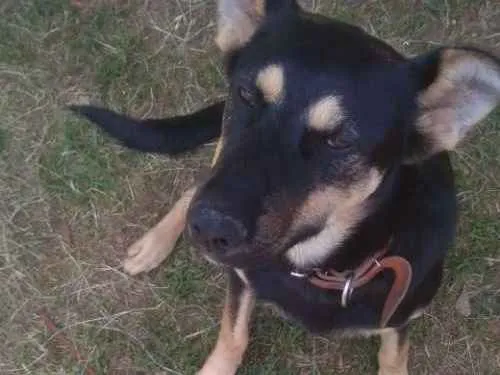 Cachorro raça Vira-Lata  idade 1 ano nome Peter 