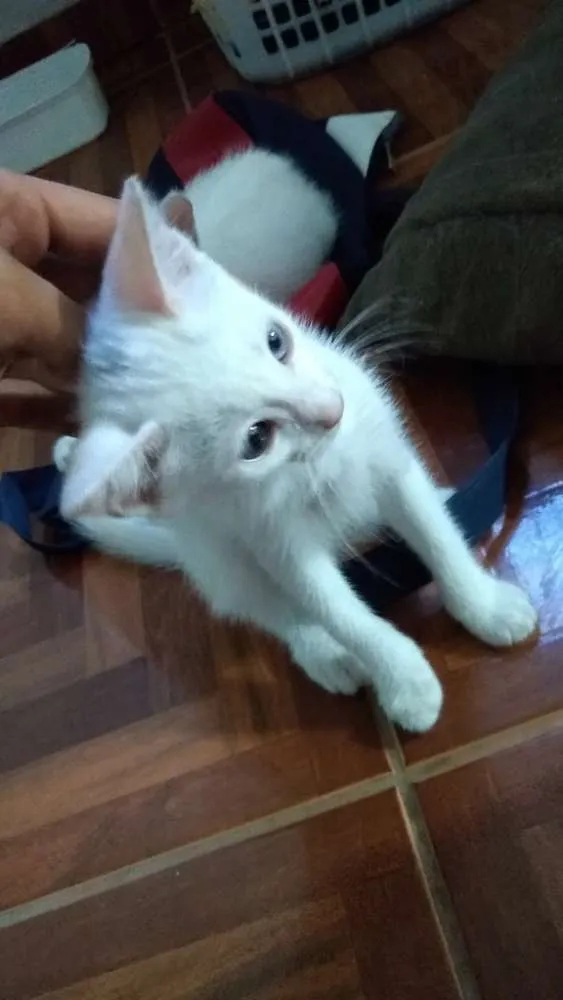 Gato raça  idade 2 a 6 meses nome Filhotes