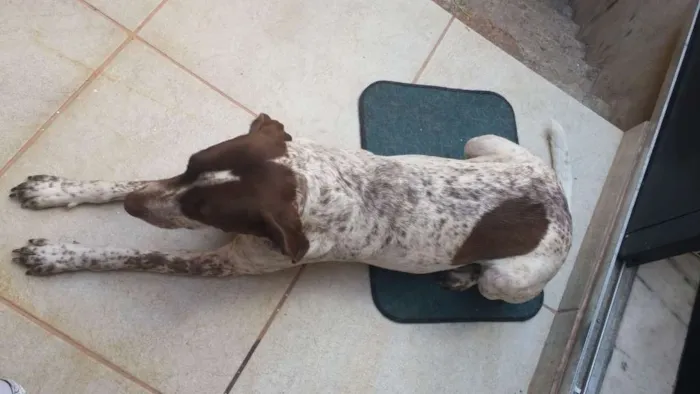 Cachorro raça Perdigueiro idade 3 anos nome Mila