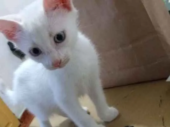 Gato raça  idade 2 a 6 meses nome Filhotes