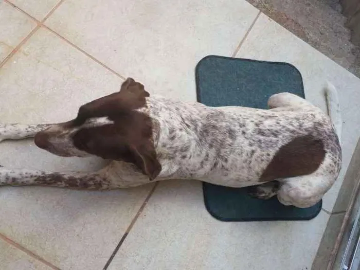 Cachorro raça Perdigueiro idade 3 anos nome Mila