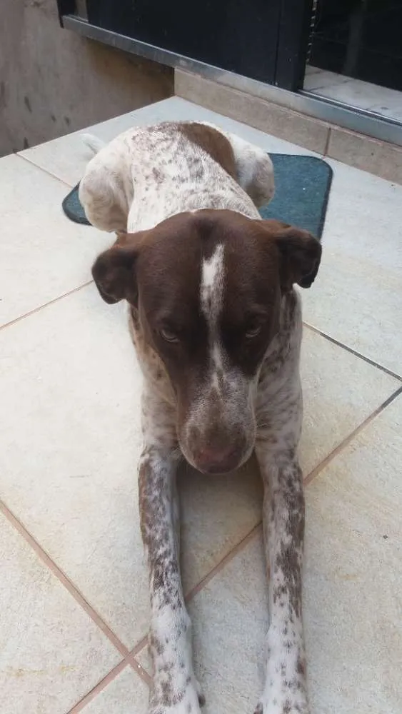 Cachorro raça Perdigueiro idade 3 anos nome Mila