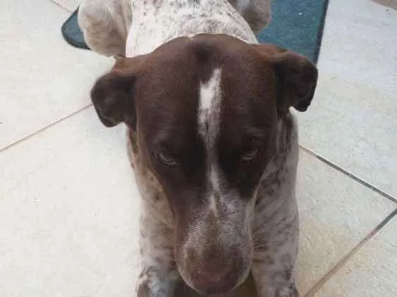 Cachorro raça Perdigueiro idade 3 anos nome Mila