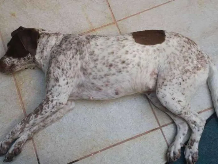 Cachorro raça Perdigueiro idade 3 anos nome Mila