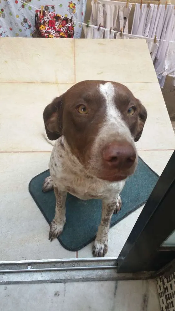 Cachorro raça Perdigueiro idade 3 anos nome Mila