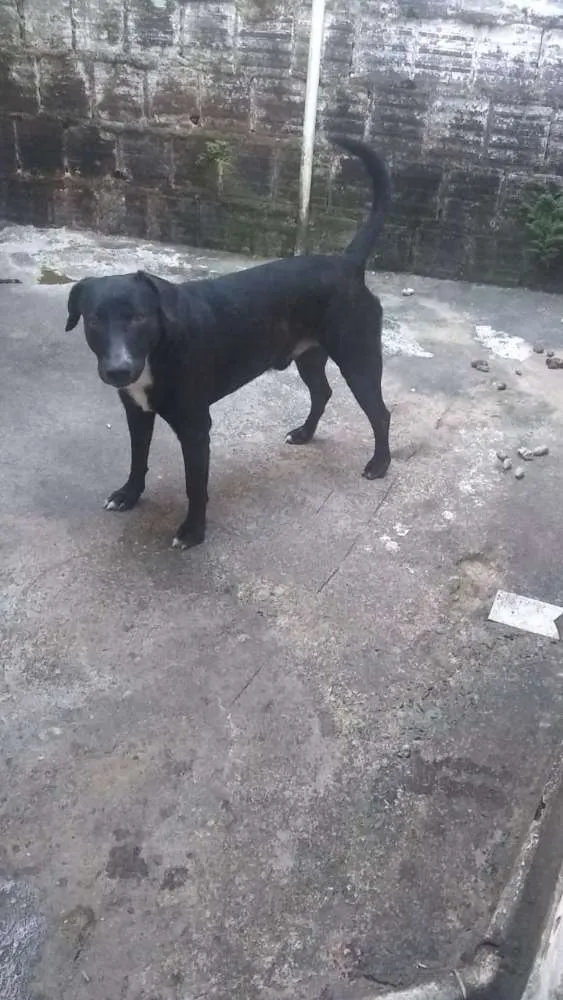 Cachorro ra a Pittbull com labrador idade 3 anos nome Hulk